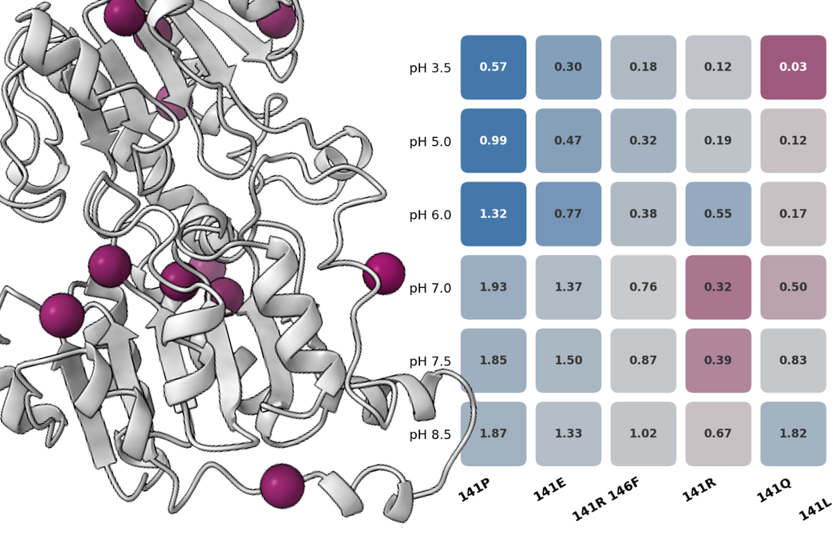 Engineered enzyme structure and variant activity map