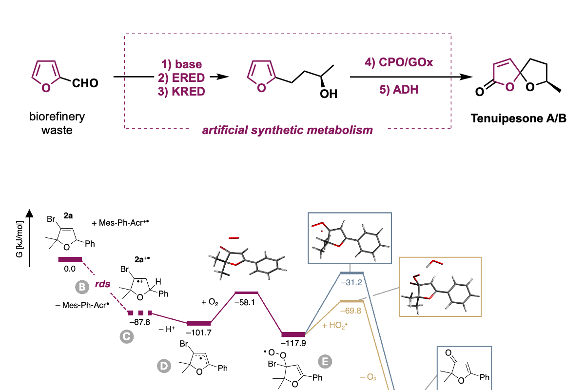 Multienzyme cascade from biorefinery waste to Tenuipesone A/B